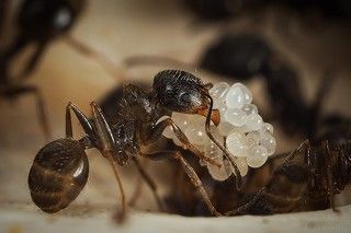 Из под матки яйца собирают муравьи. Никак у меня не получается увидеть, как именно они их скрепляют, но носят вот такими горстями
