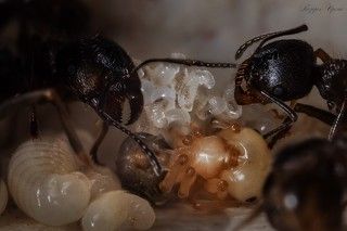 Собрав яйца, муравьи относят их в ясли. Через некоторое время, яйца превращаются в личинку. Собственно вот, тут все три этапа видно: яйца, только-только превращающиеся в личинку на заднем плане, личинка на переднем и куколка, уже набравшая цвет - в центре.