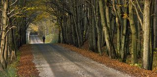 Дорога между посёлками Котельниково и Дружное не имеет асфальтового покрытия и местами проходит сквозь лес.