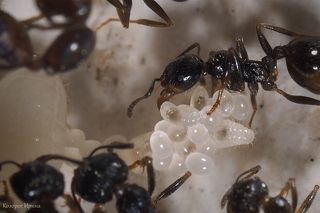 Когда матка откладывает яйца, они лежат некоторое время рядом с ней в связках, так называемых пакетах.

В этих же связках муравьи и переносят их иногда с места на место.