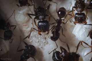 Как только яйца начинают превращаться в личинки, они отправляются в ясли. Пока все яйца в пакете не станут личинками, муравьи держат их на весу, вися вниз головой.