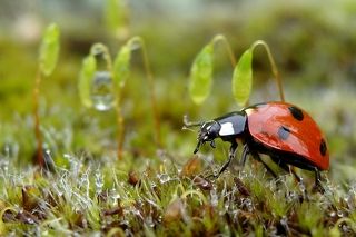 Прогулка на пене