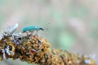 Синяя мечта