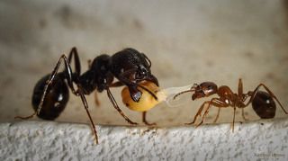 Ежедневно, все зерно проверяются муравьями на соответствие ГОСТу. Долгое время ученые не понимали, каким образом муравьи умудряются хранить зерна под землей, не допуская их проращивания. Версий было много, предполагалось, что муравьи опрыскивают зерна кислотой, возможно как то убивают зародыши.