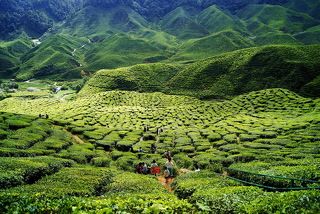 Tea plantations Cameron Highlands, Malaysia