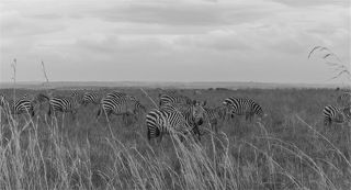 Африканская зебра на выпасе