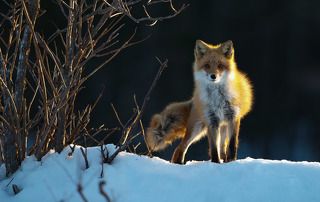 Red fox