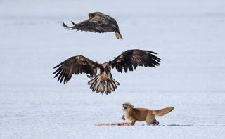 Fox and eagles disputes