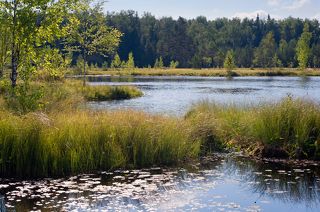 01 Бельское болото, находящееся недалеко от Звенигорода, довольно красиво