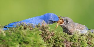 Кормление слетка