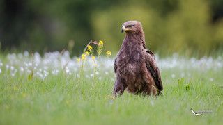 Малый подорлик (Aquila pomarina) Lesser Spotted Eagle