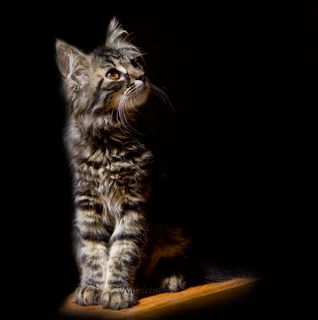 «У кого есть кошка, тот может не бояться одиночества» Даниель Дефо