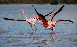 Фламинго (Рио Лагартос, Мексиканский залив)