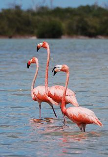 Фламинго (Рио Лагартос, Мексиканский залив)
