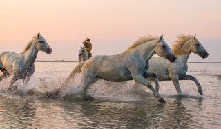 Камарг: гардьены и лошади