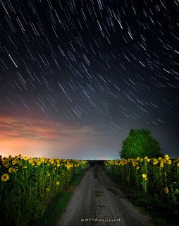 ночь, поля, подсолнухи, звёзды