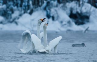 В конце ноября, когда вся природа погружается в глубокий зимний сон, начинается удивительная жизнь озер – на Алтай прилетают прекрасные белые птицы.