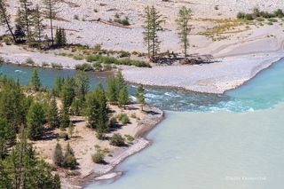 Слияние Коксу и Аргута. Аргут - правый приток Катуни, один из наиболее крупных. В бассейне Аргута есть спокойные реки и ручьи плоскогорья Укок, молочно-белые с кипящими водоворотами притоки, начинающиеся из ледников, и прозрачные, чистые, стремительные реки, вытекающие из озёр, такие как Коксу.