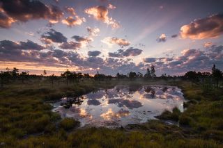 1. Верховое болото в национальном парке Кемери (Латвия) находится в 10-15 км от Юрмалы. Несколько тысяч лет назад на этом месте было большое озеро