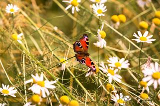 Бабочка и полевые ромашки