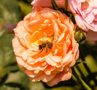 Роза и хитрая пчела