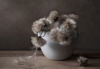 пушистые гости