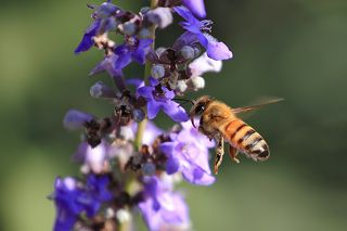 Пчела за работой