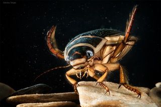 Не теряют грации и взрослые жуки, эффектно вознося вверх свои задние ножки.