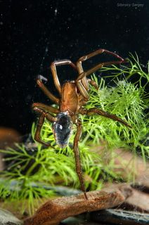 Серебрянкой паук называется из-за того, что его брюшко имеет в воде серебристый блеск.
