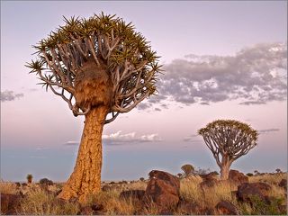 Кокербум или колчанное дерево - один из символов Намибии. Птицы - ткачики свили гнездо, которое по форме похоже на забравшегося на дерево мамонтенка ))