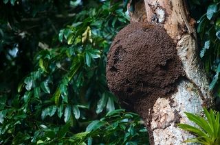 Гнезда, или термитники, могут располагаться на деревьях, на земле или даже под ней. Материал для постройки служит в основном древесина, перемешанная с почвой.