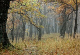 Молодая дубрава ранним утром близ Святого источника в селе Пощупово Рыбновского района Рязанской области.