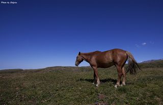 В середине 19 века, из России по просьбе казахских ханов, пришли конные казачьи сотни, это передовая военная мощь России, была укомплектована лошадьми которые были выведены на берегах Дона. Это были кони и для войны и для сохи.
