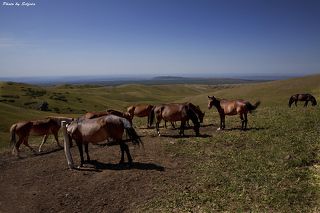 Видя явные преимущества казачьих лошадей, кочевники всеми способами старались заполучить их себе, для разведения. Чаще всего они сводили добытых дончаков со своими низкорослыми монгольскими лошадьми. Эффект получился весьма посредственный, универсальный конь так и не был получен, всё поголовье лошадей в Казахстане это именно потомки тех полукровок которые появились в 19 веке. Эти лошади могут быть использованы  в верховой езде, но абсолютно не пригодны для упряжки, повозку они не повезут. При Советской власти ситуация в коневодстве не поменялась, для войск Туркестанского военного округа на территории Казахстана было открыто несколько конзаводов, которые разводили тех же дончаков, будёновскую породу, русскую скаковую. У казахов так и не появилось своей лошади, повсюду в деревнях можно встретить только вот таких метисов.