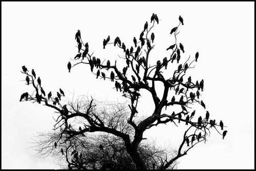 Дерево и птицы