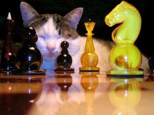 Шахматно-кошачья тема