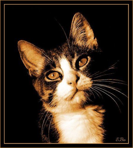 Кошачий портрет...