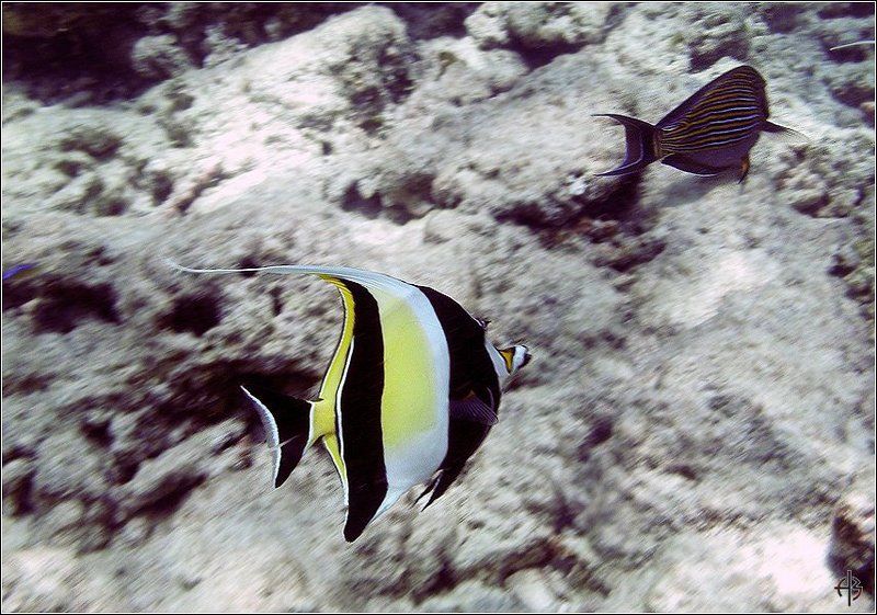 мальдивы рыбы Мальдивыphoto preview