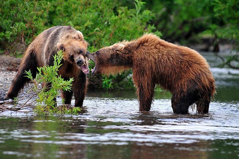 медведь bear горшков gorshkov Медведиphoto preview