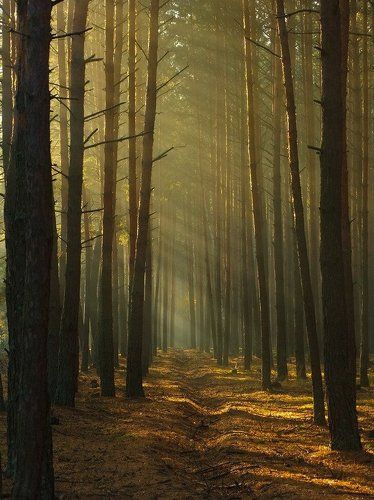 Тих и таинственен лес