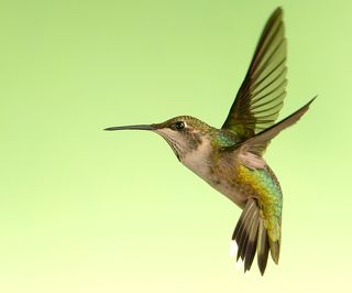 Рубиновогорлый колибри - Female Ruby-throated Hummingbird