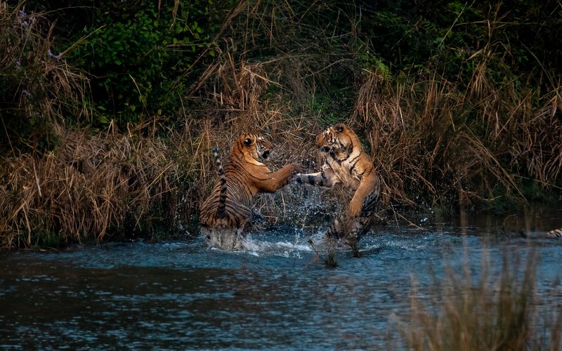 tiger tigers tigress subadult cubs juvenile corbett india playing fighting playfight Tigers Dance toophoto preview