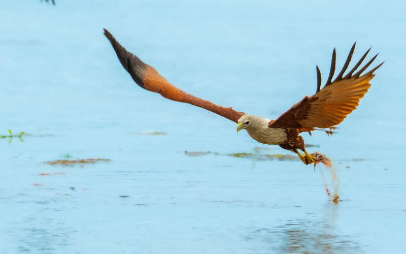 kite eagle raptor wings fly hunt predator prey kill catch The Airstrikephoto preview
