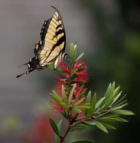 Бабочка Papilio glaucus. Парусник главк