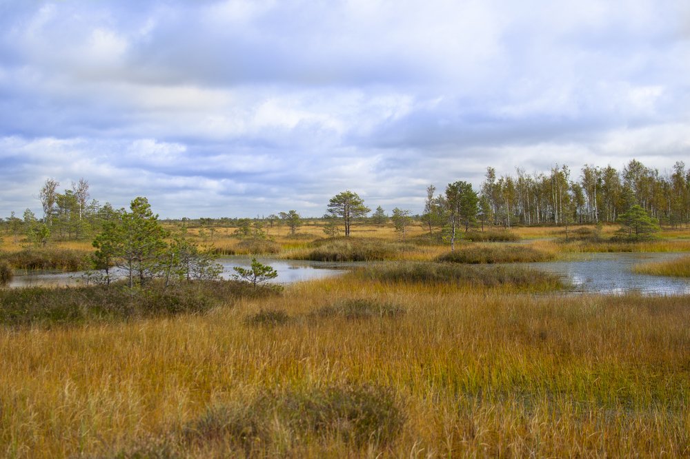 Ельня заказник