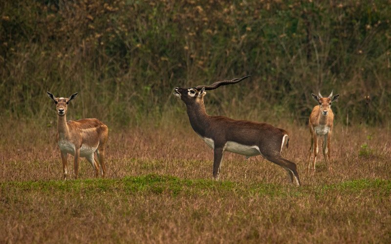 blackBuck deer antlers horns dimorphic sex territorial female male grunting peeing excretion pee The King’s proclamationphoto preview