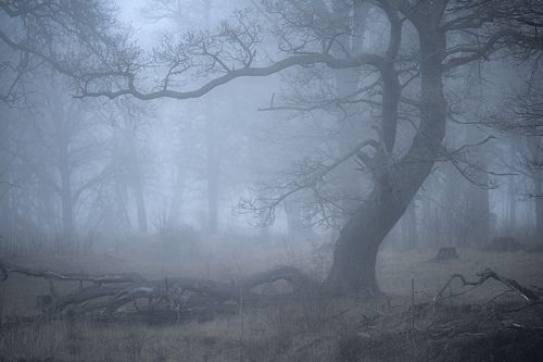 Fog in the Oak Tree Pasture