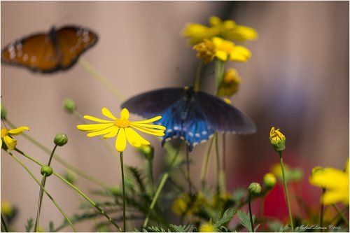 Цветы и бабочки: магия Хаоса.