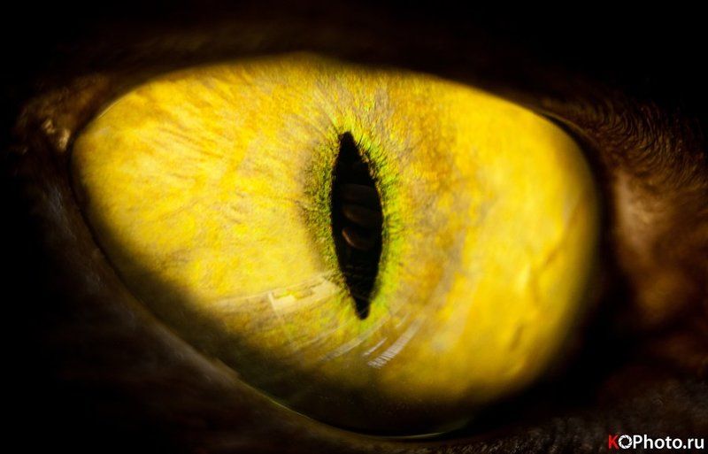 Описание желтых глаз. Желтые зрачки. Вертикальные зрачки. Желтые глаза с вертикальным зрачком. Страшные желтые глаза.