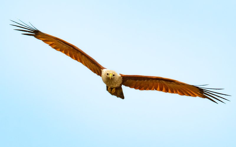 kite eagle raptor wings fly hunt predator prey kill catch The Head Shot I Preferphoto preview